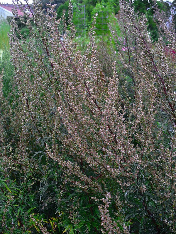 Beifuß (Artemisia)