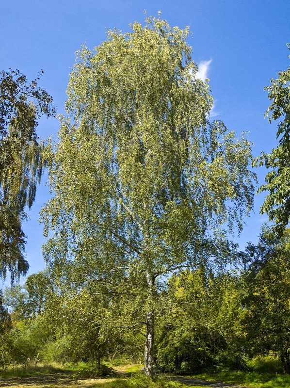 Birke (Betula)