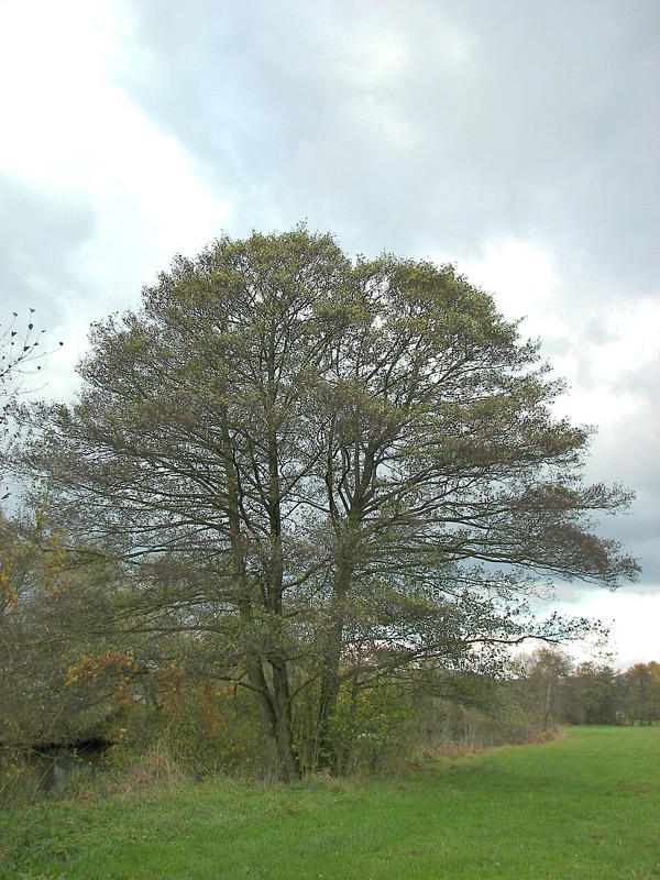 Erle (Alnus)