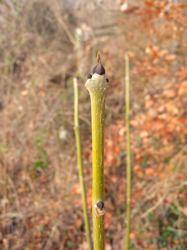 Esche (Fraxinus)
