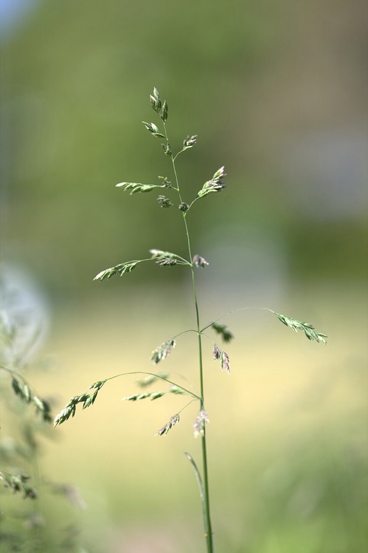 Gräser (Poaceae)