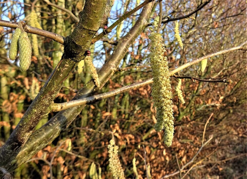 Hasel (Corylus)